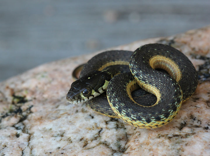 Two-striped Garter Snake